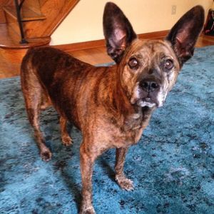 Meet your Posher, Susan